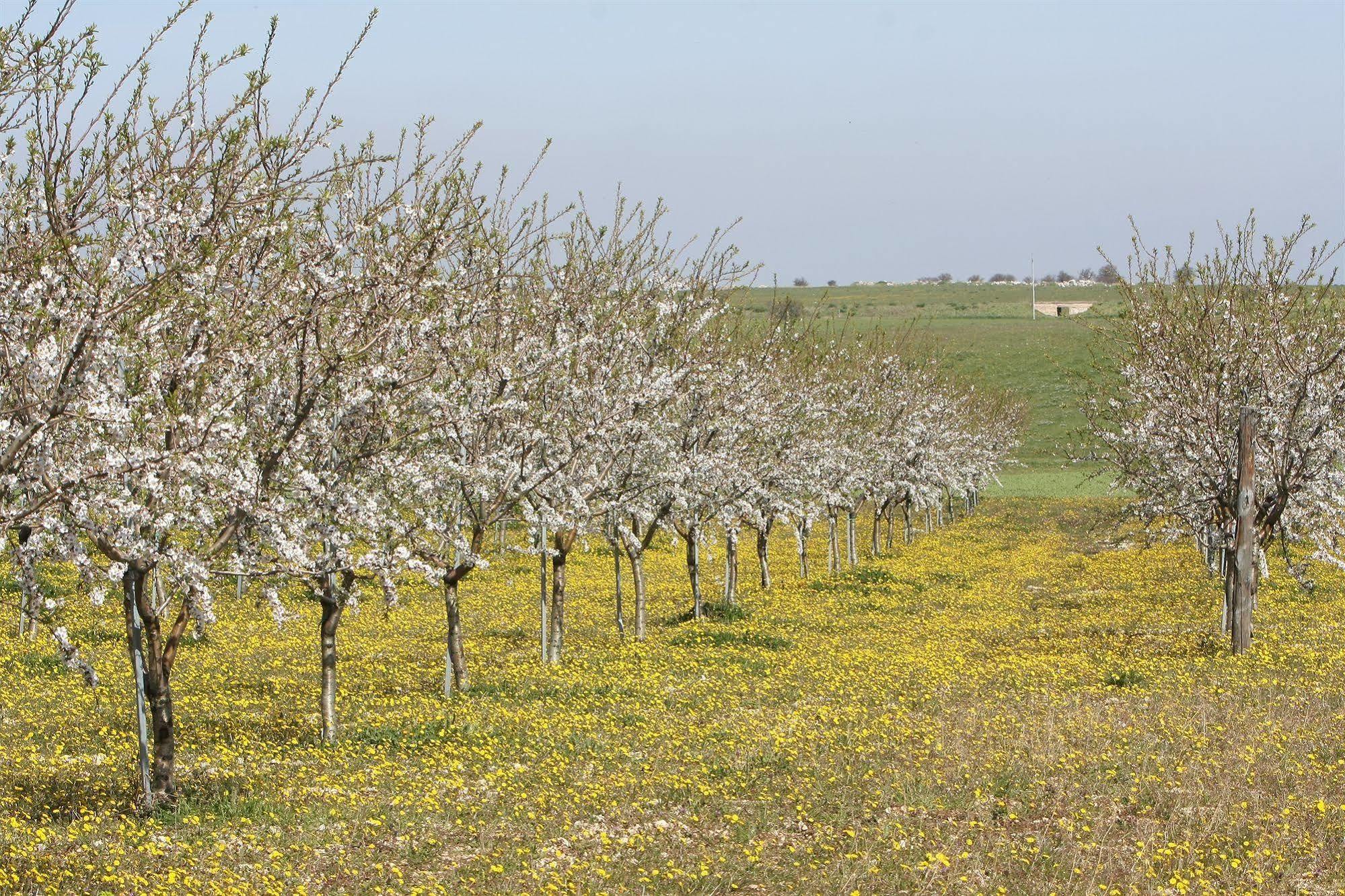 Masseria Torre Di Nebbia 카스텔델몬테 외부 사진